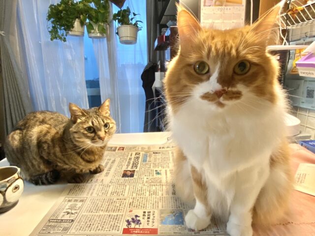 実家の猫2匹の画像