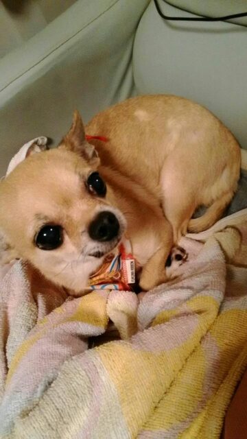 愛犬との暮らし|愛犬と快適な生活を送るなら大共ホームの注文住宅の画像