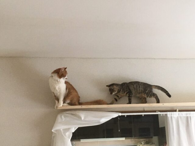 手作りキャットウォークの画像