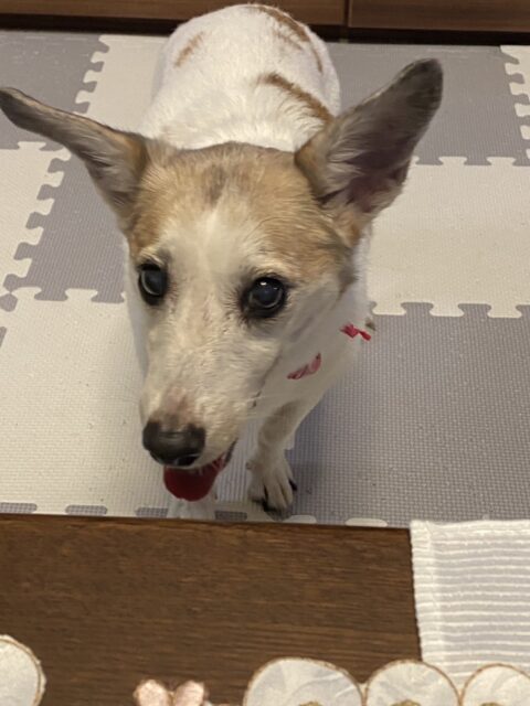 わんこの紹介|愛犬と暮らす注文住宅なら大共ホームの画像