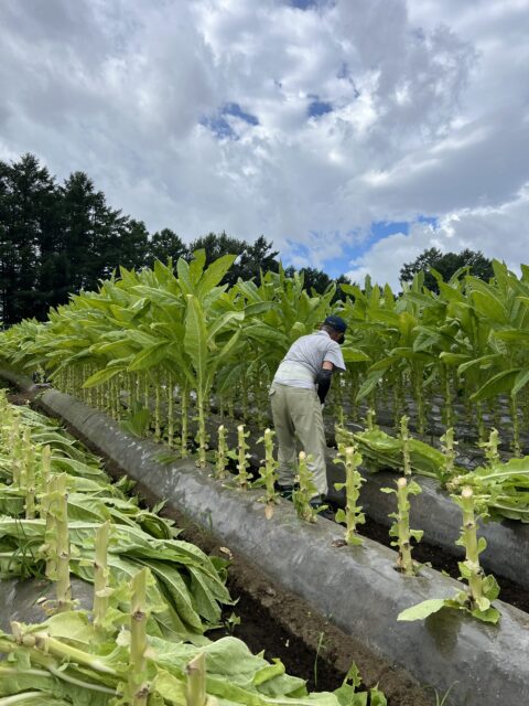 滝沢市注文住宅大共ホーム|岩手町の自然の画像