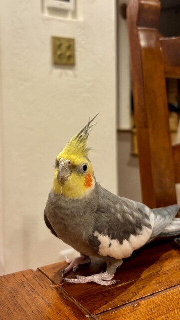 暖かいお家で暮らす鳥たちインコ｜岩手県で高断熱新築一戸建てを考えるなら大共ホームの画像