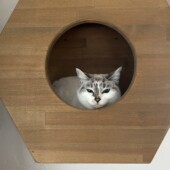 愛猫ファーストな大屋根の家｜滝沢市注文住宅大共ホームの画像