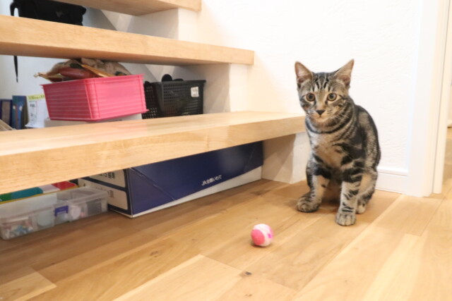 遊ぶ元気な兄弟猫｜盛岡市で大屋根のお家をお考えの方は高断熱高気密注文住宅の大共ホームの画像