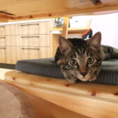 寛ぐ猫ちゃん｜盛岡市で大屋根のお家をお考えの方は高断熱高気密注文住宅の大共ホームの画像