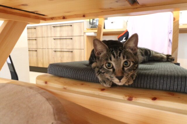 寛ぐ猫ちゃん｜盛岡市で大屋根のお家をお考えの方は高断熱高気密注文住宅の大共ホームの画像