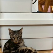 人間座りする猫｜盛岡市で大屋根のお家をお考えの方は高断熱高気密注文住宅の大共ホームの画像