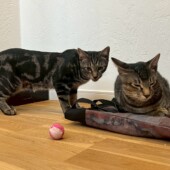 仲良し猫兄弟｜盛岡市で大屋根のお家をお考えの方は高断熱高気密注文住宅の大共ホームの画像