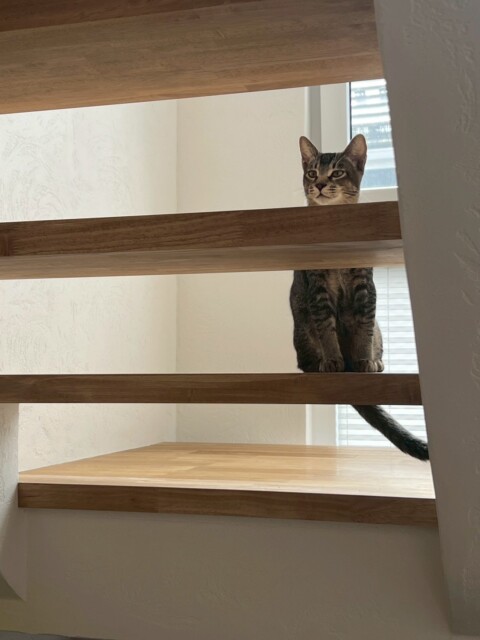 猫とスケルトン階段｜盛岡市で大屋根のお家をお考えの方は高断熱高気密注文住宅の大共ホームの画像