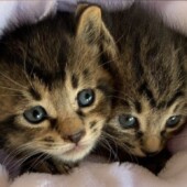 4か月前の保護したて子猫｜盛岡市で大屋根のお家をお考えの方は高断熱高気密注文住宅の大共ホームの画像