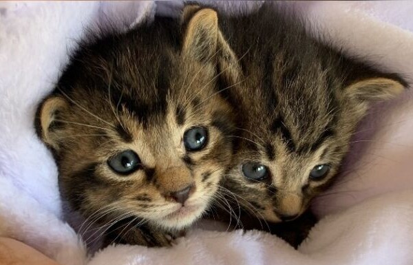 4か月前の保護したて子猫｜盛岡市で大屋根のお家をお考えの方は高断熱高気密注文住宅の大共ホームの画像