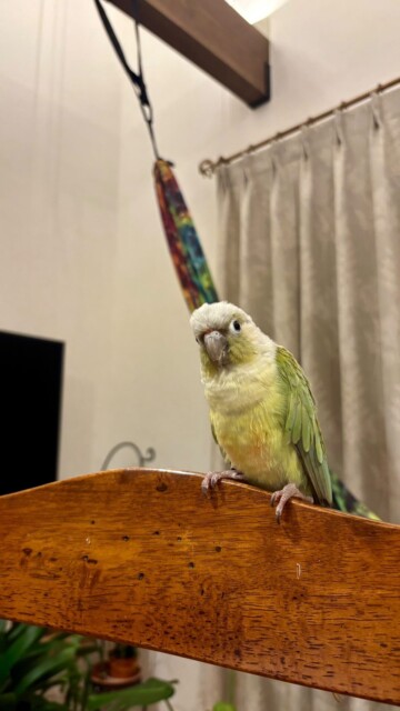 暖かいお家で暮らす鳥たち｜岩手県で高断熱新築一戸建てを考えるなら大共ホームの画像