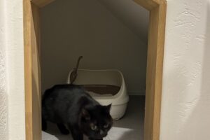 中堤町　猫　トイレ2の画像