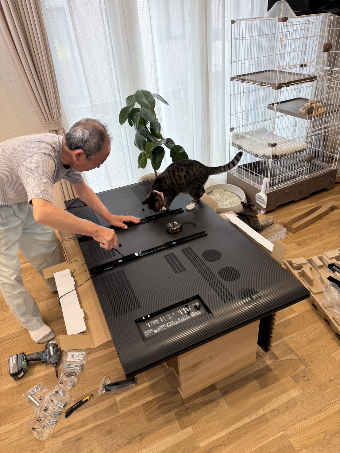 猫と住む家の画像