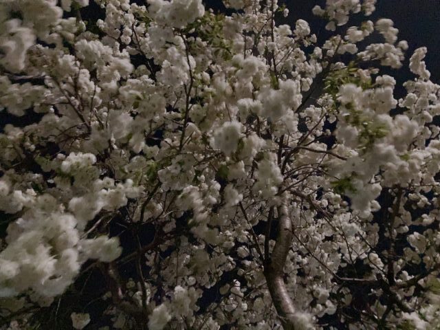 桜｜岩手県で高断熱高気密注文住宅を考えるなら大共ホームの画像